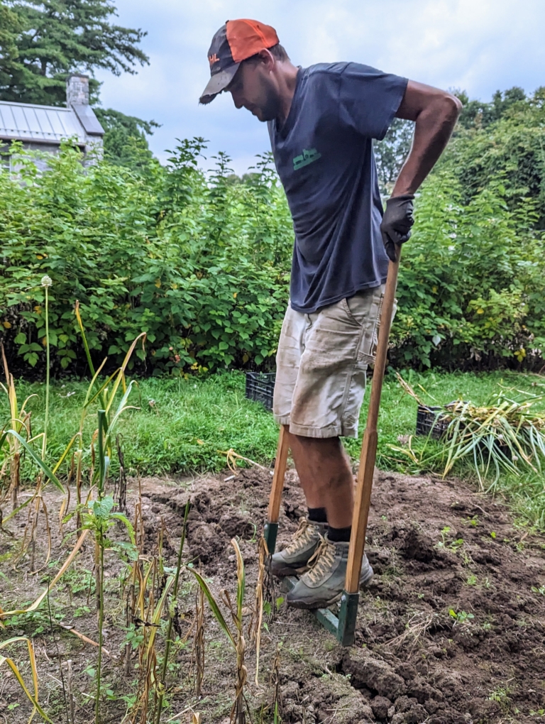 Picking Garlic at the Farm The Martha Stewart Blog