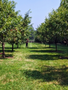 And then it was a walk to the orchard. My orchard surrounds three sides of my pool. It's filled with a variety of apple trees, plum trees, cherry trees, peach, pear, and quince trees. Most of the fruits are not yet ready to pick, but many of the peaches are ripe and sweet.