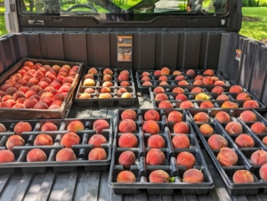 Here's our first big bounty of fresh, organic peaches of the season – so sweet and delicious!