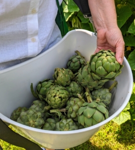 We picked lots of artichokes in just a few minutes. Artichoke harvest starts in late July or early August and continues well until frost. The container is Johnny's harvest bucket - a kidney shaped hard bucket on an adjustable heavy duty wide strap for easy carrying.