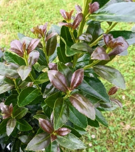 It shows off dense, glossy, bright green foliage, with new leaves that emerge deep "ruby" red.