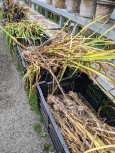 All the garlic is brought into the greenhouse, where it can start to dry.