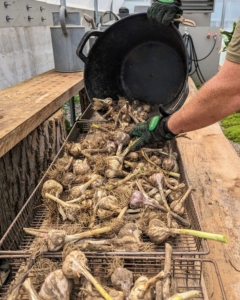 Once all the garlic is trimmed, it is placed into a wire tray and left to cure. On another dry day, the trays will all move into the old corn crib, where they can continue to cure for several weeks.
