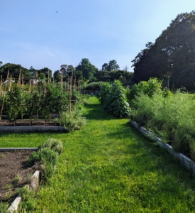 Here at my farm, we're all so pleased with the new vegetable garden. It's been so productive and all the vegetables look fantastic. It’s important to check it every day – there’s always something ready to pick. It makes me so happy to be able to share all of this produce with friends and family every summer.