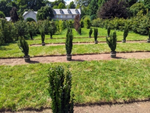 Once all the sod is removed, each potted holly is placed exactly where it will be planted - down to the exact inch, so plants are lined up perfectly.