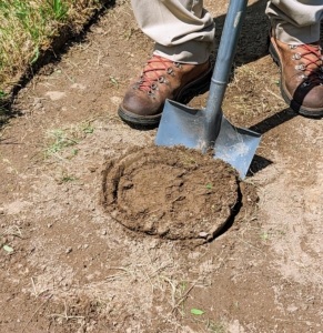 Each hole is dug with enough room for the plant's root ball. Holly thrives best in an area that gets equal parts shade and sun, and where it can live in well-draining soil.