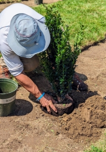 Then the holly is carefully placed in the hole and backfilled. When planting, always check that the plant is positioned with the best side facing out, or in this case, facing the path.