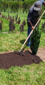 Here, the mulch is carefully and evenly spread around the shrubs and along the entire length of each of the four beds.