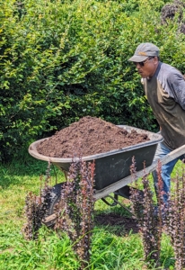Meanwhile, here comes Pete with a wheelbarrow filled with mulch made right here at the farm.