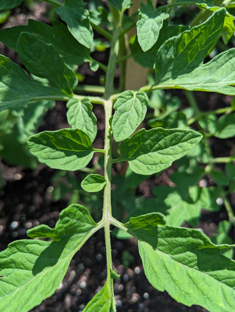 Staking My Tomato Plants in the Garden - The Martha Stewart Blog