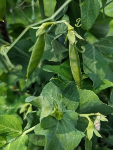 Harvest green peas when pods start to fatten, but before peas get too large. Be careful to pinch peas gently from the vine without tugging because the vines are fragile and easy to break.