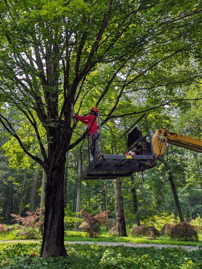 Cleaning Up a Fallen Tree The Martha Stewart Blog