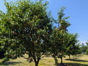 This time every year, everyone around the farm eagerly awaits the first fruits. Look closely - these trees are filled with peaches.