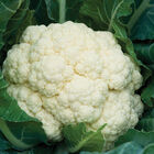 Ryan chose 'Amazing' cauliflower for its late summer and fall hardiness. This variety features medium-sized plants with domed, solid curds and self-blanching, upright wrapper leaves when well fed. (Photo from Johnny's Selected Seeds)
