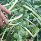 Some of the varieties Ryan seeded include this 'Divino' Brussels sprouts. These mature into firm, uniform, and attractive sprouts that hold well on the stalk for whole-stalk, late-season harvest. (Photo from Johnny's Selected Seeds)