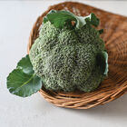'Kariba' is one of the broccoli varieties - it's a strong cold tolerant cultivar for fall and winter production. This variety will be mature in 66-days. (Photo from Johnny's Selected Seeds)
