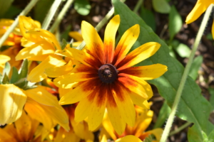 Here's another variety of rudbeckia. In general, rudbeckias are relatively drought-tolerant and disease-resistant. Flower colors include yellow and gold, and the plants grow two to six feet tall, depending on the type.