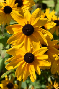 These are the showy flower heads of rudbeckia. Rudbeckia’s bright, summer-blooming flowers give the best effect when planted in masses in a border or wildflower meadow.