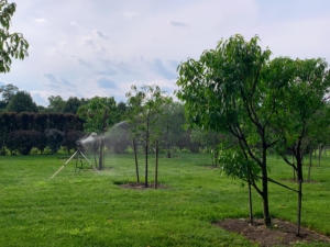 Here’s a tripod sprinkler in my orchard. The adjustable tripod can reach a height of 58-inches and can water everything from above. Once the watering in one area is done, it’s extremely important to turn off the water at the source. Just turning off at the sprinkler puts a lot of pressure on the hoses and pipes.