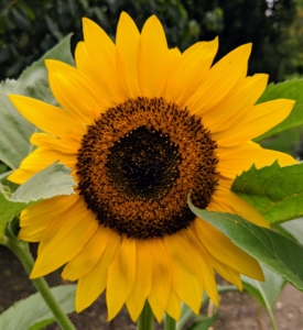 Sunflowers are among the most popular of annuals. They have grown even more popular in the last couple of years because of the support for Ukraine. The sunflower is Ukraine's national flower. It is also the state flower of Kansas here in the US.