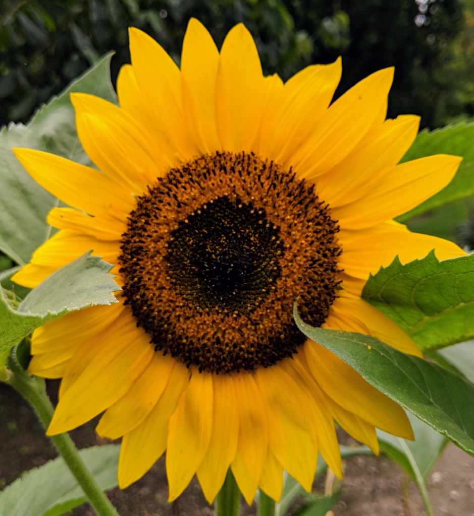 The Sunflowers are Blooming - The Martha Stewart Blog