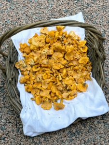 One of the first meals I enjoyed this summer at Skylands was made with freshly picked chanterelle mushrooms. Jude and her friends carefully harvested these after a good rain at Skylands. Chanterelles are among the most popular of wild edible mushrooms. They are orange, yellow or white, meaty and funnel-shaped.
