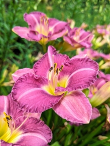 In this garden, we also have pops of daylilies. The daylily is a low-maintenance perennial—easy to grow, virtually disease- and pest-free, and able to survive drought, uneven sunlight, and poor soil. The daylily’s botanical name, Hemerocallis, comes from Greek hemera “day” and kallos meaning “beauty”. The name is appropriate, since each flower lasts only one day. Despite their name, daylilies are not “true lilies.” Leaves grow from a crown and the flowers form on leafless stems called “scapes,” which rise above the foliage.