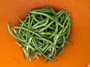 Elvira picked bush beans. Bush beans are second only to tomatoes as the most popular vegetables in home gardens. Bush beans are eaten when the seeds are small. They are also called string beans because of a fibrous string running the length of the pod. She started with the green string beans, but they also come in yellow and purple.