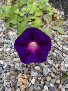 Morning glories are annual climbers with slender stems, heart-shaped leaves, and trumpet-shaped flowers of pink, purple-blue, magenta, or white. The vine grows quickly—up to 15-feet in one season.