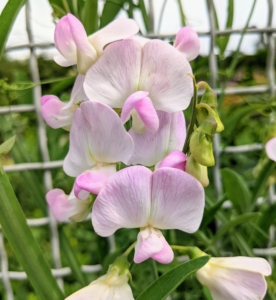 Also growing on the fence surrounding the flower garden is this dainty perennial sweet pea or Everlasting Pea. It is a herbaceous climbing vine with beautiful bright flowers that grows up to 10 feet tall. This pink and white variety is one of our favorites.