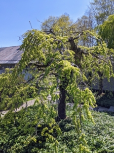 Just outside the kitchen to my Winter House, I have two of these weeping camperdown Elms. Camperdown elms slowly develop broad, flat heads and wide crowns with weeping branch habits that grow down towards the ground. This is how it looks in spring.