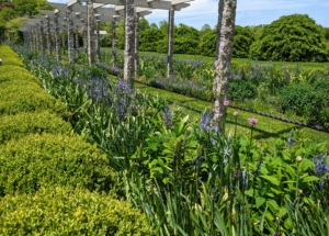 In early spring, this garden is filled with bold green stems of new growth.