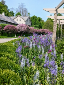 By late May, this pergola garden is filled with lots of blue and purple flowers. This palette of colors is a big favorite at the farm – it grows more colorful and vibrant every spring.