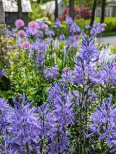 The beds are filled with Camassia, alliums, Hyacinthoides or Spanish bluebells, and others.