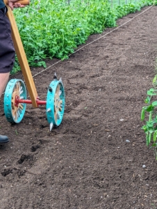 For planting the large sunflower seeds, Ryan used this rolling dibbler available at Johnny’s Selected Seeds. It comes in single form like this one or with multiple wheels. It allows one to create evenly spaced impressions in the soil for accurate transplanting.