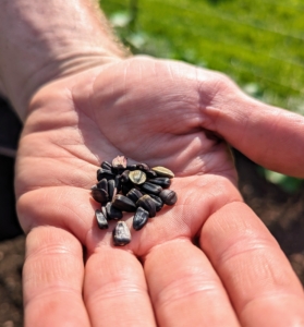 Sunflower seeds are normally black with white stripes and approximately five eighths of an inch long. The heavy hull accounts for approximately half the weight of the seed and is loosely fixed around the kernel inside.