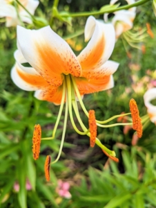 This lily is white and orange with bright orange pollinated stamens, which also stain.