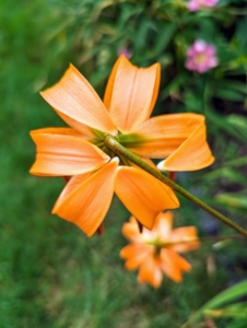 And there are also some lighter orange lilies.