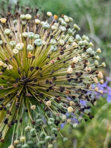In various spots along the pergola garden are some of the dried alliums which I leave be as the garden transforms.