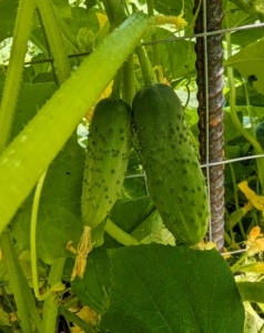 Look at the cucumbers! These are perfect, and we have so many this season. All growing in the center of the garden on our fence-trellis.