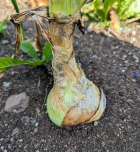 Here's a closer look at one of our onions. Onions are harvested when the underground bulbs are mature and flavorful. The telltale harvest sign is when the stalks turn yellowish or brown, dry out a bit, and topple over.