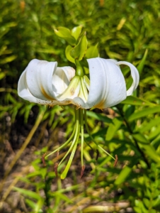 There are also a few white lilies in this bed – adding more interest to the long floral display.