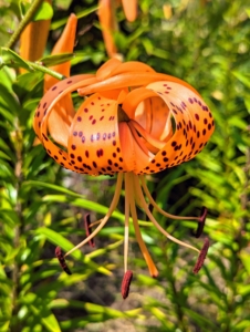 Tiger lilies are covered with black or deep crimson spots, giving the appearance of the skin of a tiger. They have large, down-facing flowers, each with six recurved petals. Many flowers can be up to five inches in diameter. Lilies are well-known for having heavily pollinated stamens, which stain. Here, it is easy to see those pollen-filled anthers. When cutting, always remove the anthers to prevent a clothing disaster – just pinch them off with gloved fingers.