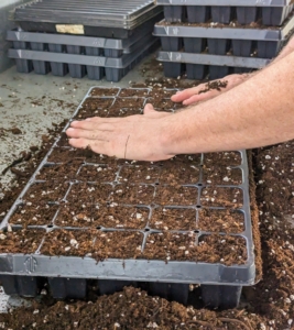 Ryan spreads the soil mix across the seed trays completely and evenly, filling all the cells of each tray. When possible, prepare several trays in an assembly-line fashion, and then drop all the seeds. Doing this saves time and simplifies the process.