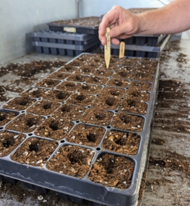 Once he is ready to drop the seeds, Ryan places a marker into one of the cells, so it is clear what variety is growing in what tray.