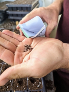 The seeds are very small, so be sure to take time dropping them into the tray cells. It’s also a good idea to keep a record of when seeds are sown, when they germinate, and when they are transplanted. These observations will help organize a schedule for the following year.