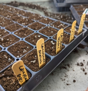 We start many of our vegetables from seed inside my greenhouse where they can be nurtured until they are ready to transplant. If you follow this blog regularly, you may recall Ryan started these trays just weeks ago.