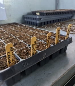 This tray is planted with broccoli. Seeds will germinate in seven to 10 days in optimal temperature and lighting environments, which is 50 to 85 degrees Fahrenheit under bright light.