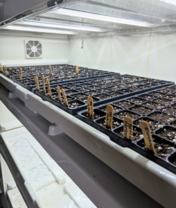 The trays are kept inside our Urban Cultivator until they germinate, and then they are brought out into the main greenhouse to grow some more.