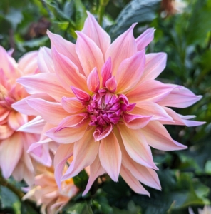 Dahlias are named after 18th-century Swedish botanist Anders Dahl. He actually categorized dahlias as a vegetable because of their edible tubers. The tubers are said to taste like a mix between potatoes and radishes.